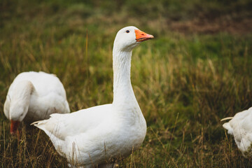 Gęsi © Katarzyna