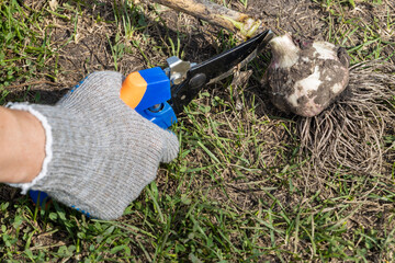 woman cuts the roots of garlic with secateurs