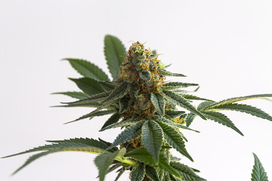 High detailed medical marihuana cannabis flower bud isolated on white background