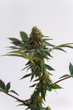 Detail of cannabis flower isolated over white background, medical marijuana