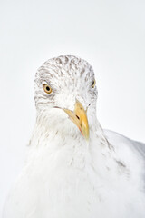 Sea gull waiting patiently in a snowy landscape on Godøy, Sunnmøre, Møre og Romsdal, Norway.