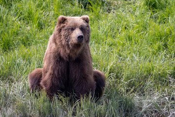 Fototapeta premium Alaskan brown bear at McNeil River