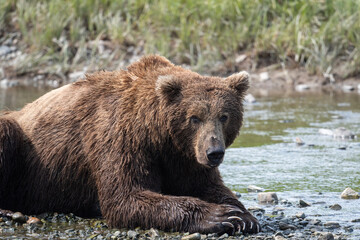 Fototapeta na wymiar Alaskan brown bear relaxing at McNeil River