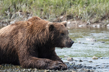Fototapeta na wymiar Alaskan brown bear relaxing at McNeil River