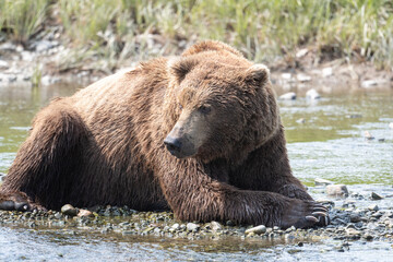 Alaskan brown bear relaxing at McNeil River