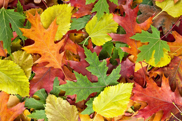 Colorful various autumn fallen leaves on the ground. Yellow, orange, green and red october autumn...