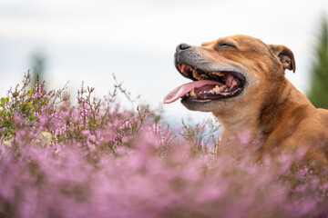 Staffordshire bull terrier outdoors in nature laying in pink heather creating a nice bokeh effect. Dogs and pet concept.