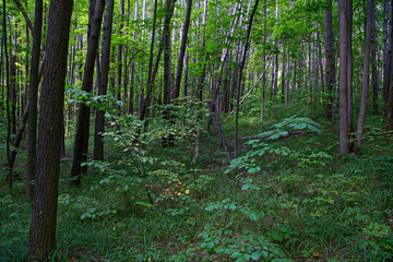 Coniferous and deciduous forest in the national park. Natural background.