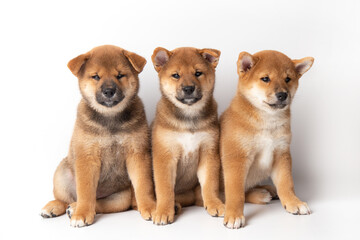 three puppies Red-haired Japanese cute Shiba Inu Dog sitting on isolated on white background, front view. Happy pet.