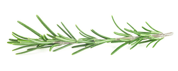 Sprig of fresh rosemary isolated on a white background. Rosemary branch.