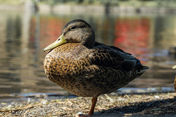 canard dans un parc