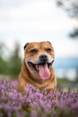 Staffordshire bull terrier outdoors in nature laying in pink heather creating a nice bokeh effect. Dogs and pet concept.