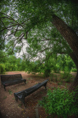 Two benches in the Vorontsovsky park under an old big willow, Moscow, Russia