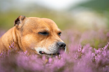 Staffordshire bull terrier outdoors in nature laying in pink heather creating a nice bokeh effect. Dogs and pet concept.