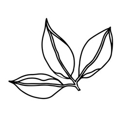 Fototapeta na wymiar Leaves floral botanical flower. Hand drawn ink art. Isolated leaf illustration element isolated on white.