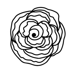 Rose flower head. Floral botanical flower. Hand drawn ink art. Isolated rose illustration element isolated on white.