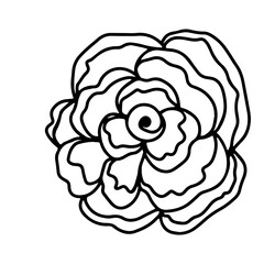 Rose flower head. Floral botanical flower. Hand drawn ink art. Isolated rose illustration element isolated on white.