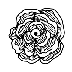 Rose flower head. Floral botanical flower. Hand drawn ink art. Isolated rose illustration element isolated on white.