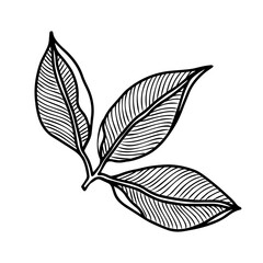 Leaves floral botanical flower. Hand drawn ink art. Isolated leaf illustration element isolated on white.