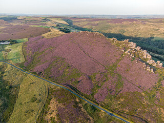 Blooming heather in Peak District, UK