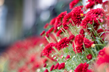 red burgundy mum (Chrysanthemum morifolium) flowers for sale at landscape nursery