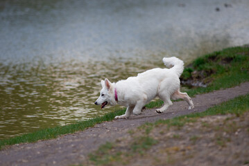 Obraz premium white big dog runs along the river