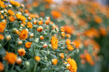 orange mum (Chrysanthemum morifolium) flowers for sale at landscape nursery