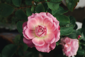 A pink rose flower blossoms in the garden on a blurry background.