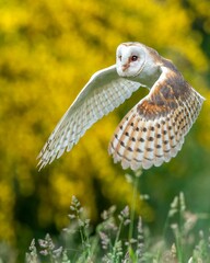 Closeup shot of barn owl (Tyto alba)  flying low over field with yellow-green blurred background © Wirestock Creators