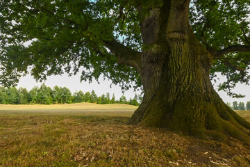 Quercus robur or English oak, Enghien, Belgium