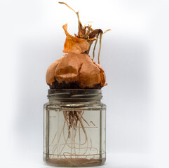 dying onion growing in a gass jar