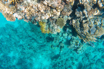 Naklejka na ściany i meble a coral reef with living inhabitants is visible through the azure water