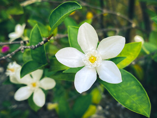 Five-petaled white jasmine flowers are blooming,white color,small five petals with yellow pollen