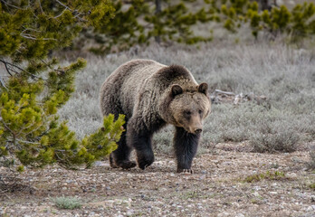 Grizzly in the wild