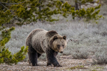Grizzly in the forest