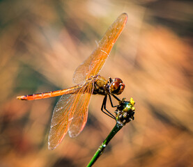 Dragonfly