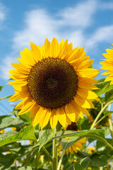 Bright sunflower on a sunny day with a natural background. Selective focus. 