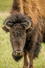 Bison portrait
