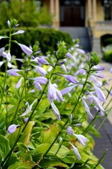 Close up of lilac flowers