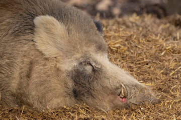 Wild boar in the woods; Sus scrofa; Wild boar resting; Wild boar close-up; Wild boar close up; Majestic wild mammal resting in the woods; Wildgehege, Moritzburg, Germany	
