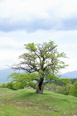 Vertical shot of an isolated tree on a green meadow in Armenia Lori region