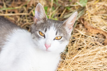 Cute cat playing in the park on rainy day..
