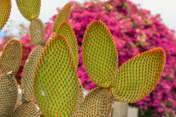 Leaf-shaped Stem Cactus