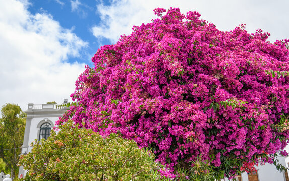 Large bougainvillea in Lanzarote