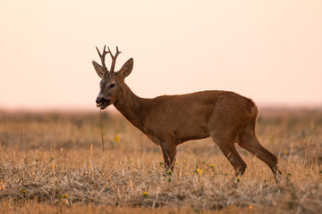 A beautiful roe deer in the field	