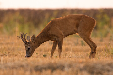 A beautiful roe deer in the field	