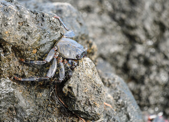 Moorish crab on lava rock in Lanzarote