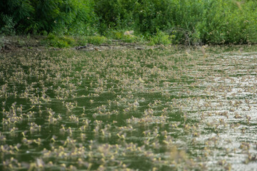 Yew flower(Palingenia longicauda)