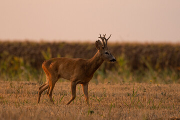 Naklejka na ściany i meble A beautiful roe deer in the field 