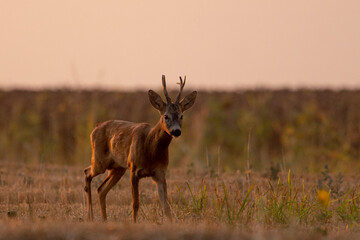 A beautiful roe deer in the field	